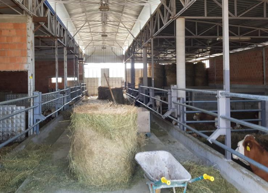 Nuovi vitelli per rispondere all’impatto del COVID in Kosovo