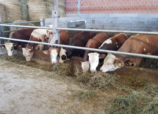 Nuovi vitelli per rispondere all’impatto del COVID in Kosovo