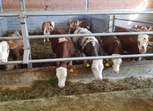 New calves in response to COVID’s impact in Kosovo