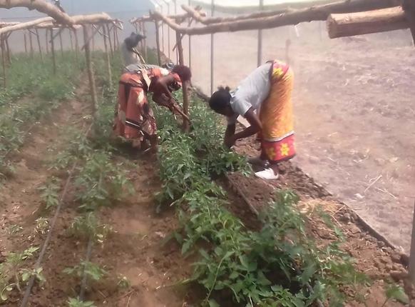 The first tomato plants in Kenya