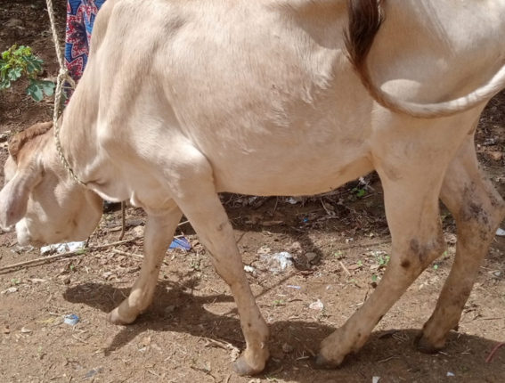 Towards the goal of 22 cows for the Mutanu project: give hope and opportunity to the future