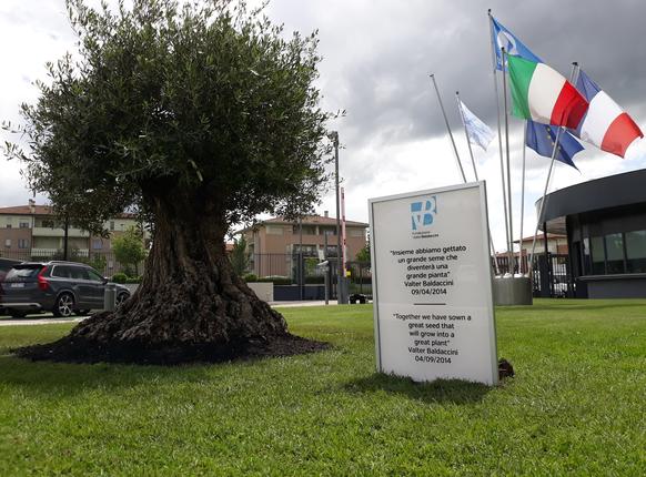 An ancient olive tree for our third anniversary